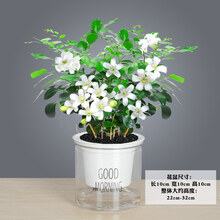 CHUANGYI 九里香盆栽盆景老桩浓香四季植物七里香树苗室内好养花卉绿植 [当年开花 芳香]透明Pvc懒人盆 九里香 带盆栽好