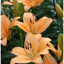 矮化百合花种球 宫灯百合种球 百合花种球矮生四季食用百合种球 牛津2个种球+肥 11-12CM