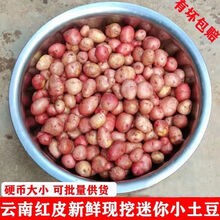 新鲜小土豆云南农家自种迷你土豆5/10斤 现挖黄心马铃薯蔬菜 红皮黄心(现挖现发)带箱 5斤鸡蛋大小(75-85g)