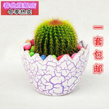 金冠金琥仙人球掌 办公室内电脑桌面防辐射绿色植物盆栽含盆 白色恐龙蛋套装 含盆