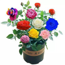 玫瑰花树苗红玫瑰大花 蓝色妖姬 花卉树苗盆栽牡丹百合蔷薇月季花苗 t3 嫁接多色1号 不含盆