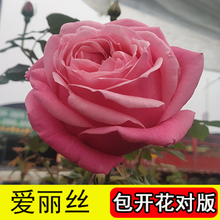 玫瑰花苗老桩四季开花盆栽地载花卉观花植物大花朵室内室外花蔷薇月季花老桩春夏秋冬四季带花苞 爱丽丝 【17号】三棵装 不含盆