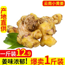 【信宜馆】广东茂名沙姜嫩 山东云南老生姜新鲜正宗特产白切鸡山奈农家小黄姜大香浓3斤5斤 云南小黄姜1斤 新鲜