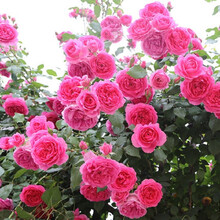 爬藤月季花苗 蔷薇花苗 藤本月季花苗 大花欧月四季长开花藤玫瑰花苗大花浓香爬藤植物绿植盆栽花卉 大游行（爬藤） 1米-1.3米高大苗