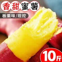 板栗红薯新鲜黄心蜜薯现挖地瓜番薯新鲜蔬菜5/10斤 10斤板栗薯(带箱9-10斤)小果 香甜板栗红薯