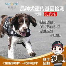 希诺谷狗狗泰迪金毛哈士奇等品种遗传病基因检测 史宾格