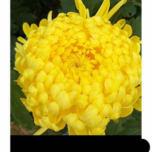 黄菊花苗 菊花苗大菊花金丝皇菊婺源黄菊黄山贡菊七月菊种苗dwm5 黄色 (金丝皇菊10棵) 裸根不带土