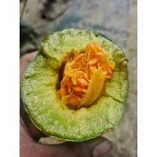 天津德瑞特博洋61甜瓜种子博洋9薄皮杂交香瓜羊角蜜脆甜瓜种子籽 100粒博洋61种子分装