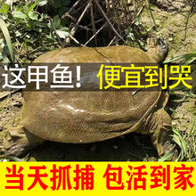 鲜美惊 大甲鱼活体黄沙鳖生态王八水产中华鳖鳖苗鲜活团鱼特产 6-7斤精品食用鳄鱼龟