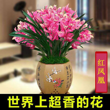 桐卉兰花 蓝宝石建兰四季兰 有香味的兰花苗 秋带花苞出售花卉好养盆栽绿植 红凤凰5苗连体不带花