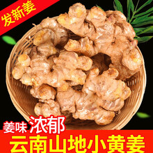 云南生姜新鲜小黄姜云南小黄姜5斤老姜干姜农家蔬菜黄姜沙姜仔姜嫩姜10斤 1斤
