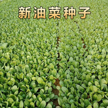 山谷里的居民 鸡毛菜种子种籽四季小白菜青菜油菜上海青阳台盆栽蔬菜菜籽孑籽种 油菜种子三包（划算）