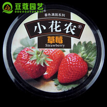 豆蔻园艺  儿童植物盆栽小花农含羞草向日葵盆栽种植种子幼儿园DIY创意室内 草 莓