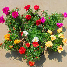 混色太阳花苗重瓣盆栽带根植物室内室外好养花卉  50颗   混色 不含盆