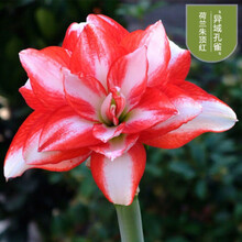 菜友精灵朱顶红荷兰进口重瓣朱顶红种球大球地栽球根观花植物盆栽花卉 异域孔雀 20-22cm