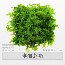 鱼缸真淡水草造景阴性族箱粘沉木莫斯丝大三角松茸垂泪火焰美凤鱼缸造景装饰 垂泪莫斯