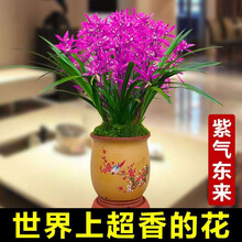 世界超香兰花 蓝宝石 四季开花 室内盆栽花卉绿植 紫气东来5苗连体裸根