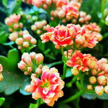 长寿花 植物   长寿花盆栽带花苞重瓣大花苗绿巴黎花卉观花植物室内阳台 锦缎( 带花苞) 含螺纹盆