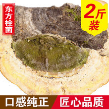 滋真堂 东方栓菌 长白山东方林下云芝灰带栓菌 东方栓菌2斤
