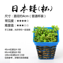 鱼缸水草造景活体水草种子水榕牛毛草水藻迷你爬地矮珍珠叉柱花挖耳草天胡荽活体套餐 日本矮（普通杯）