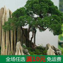 爬藤假山草种子 造盆景珍珠草种子 吸水石专用草籽上水石植物水生 假山松10粒+肥