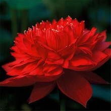 柯必达 四季水养睡莲水生碗莲荷花卉盆栽观花水培植物种子根块种藕室内花 日出20粒+盆+营养液+泥