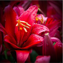 沭之美百合花种球盆栽 香水百合带芽花苗套餐 盆栽花卉绿植 纯红 仿木桶盆套装