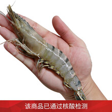 国际	御鲜轩 活冻黑虎虾海鲜大虾斑节虾900g火锅烧烤生鲜食材【已做核酸检测】 净含量650g/18-20只/盒