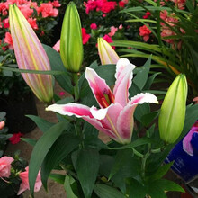 香水百合种球重瓣大球带芽四季阳台观花卉植物室内百合花盆栽 粉色香水百合种球3个 不含盆