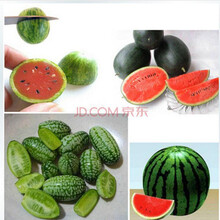 纳格兰 荷兰迷你拇指小西瓜种子 阳台盆栽种植红黄绿混装30粒 花盆一个