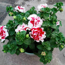 云杨园艺 花卉种子【24款花卉种子】 阳台花卉种子 庭院花卉种子 盆栽花卉种子 V牵牛花种子10粒