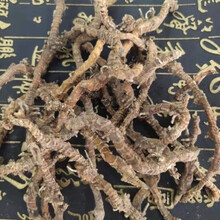 伟博 中药材蜘蛛抱蛋 飞天蜈蚣 竹叶伸筋九节龙竹根七 九龙盘 50克