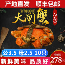 【活蟹】现货九龙口大闸蟹鲜活美味特大生态红膏全规格螃蟹春节过年送礼10只礼盒装 优享款 满膏满黄：公3.5母2.5 10只