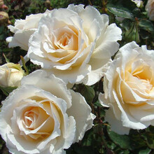 【虹越】2021新品 进口月季花苗6L/10L盆栽苗 德国丹陶月季花园庭院露台花卉 隐修屋 6L