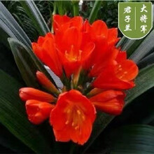 四季带花苞盆栽老苗室内植物圆头和尚好养大小苗当年开花卉 大将军7-10片叶子+生根粉 不含盆