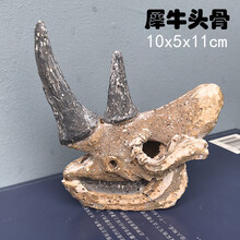恐龙化石 考古挖掘玩具大号霸王龙剑龙翼龙模型摆件儿童手工3-6-9岁男孩女孩玩具【京闪配送】 犀牛 头骨