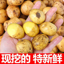 湖北恩施小土豆 恩施富硒小土豆 生鲜老品种洋芋农家自种5斤迷你 3斤 乒乓小土豆 精选