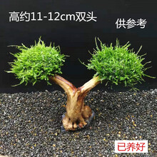 水草活体莫丝 水草莫斯树沉木懒人水草绑好莫斯 迎客松莫斯树 高11-12cm双头养好