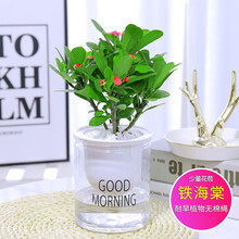 心卉如一 发财树长寿花栀子花虎皮兰九里香文竹绿植花卉盆栽文竹吊兰椰子树芦荟金钻水培植物幸福树桌面盆栽 【单品】铁海棠