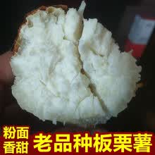 新鲜板栗白薯沙地现挖白心红薯 农家自种小地瓜白瓤番薯小山芋 5斤小果