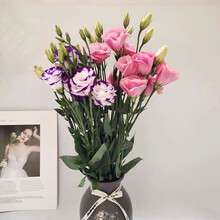 （linkinjoy） 洋桔梗双拼色（20-30）花苞鲜花居生活七夕礼物生日 基地直发xx 洋桔梗双拼400g