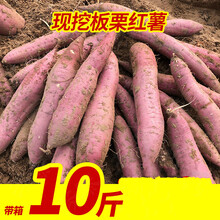 陕西板栗薯9斤红皮红薯粉糯黄白心番薯蜜薯地瓜小香薯5斤 9斤 中果
