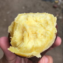 农家自种海南澄迈桥头富硒地瓜沙地红薯新鲜现挖鲜板栗红薯番薯整箱5/10斤装 10斤精选装