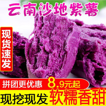 云南沙地紫薯3/5/9斤新鲜当季番薯农家板栗小地瓜 5斤 小果