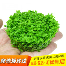 懒人水草鱼缸水族箱造景前景草坪爬地矮珍珠迷你牛毛活体真水草鱼缸造景装饰 爬地矮珍珠无菌杯7CM