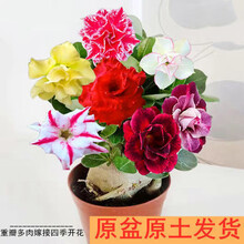 花匠汇花卉 京东