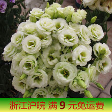 桔梗花盆栽 商品搜索 京东