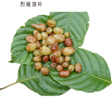 石黄皮 新鲜石黄皮 化狗儿肾蕨蜈蚣草圆羊齿肾蕨凤凰蛋中药材现摘 三斤