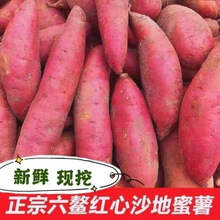 福建漳浦六鳌沙地红心甜地瓜 新鲜蜜薯红番薯小香薯净重3/5/9斤 5斤大果