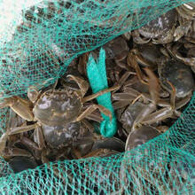 【活蟹】吕阳小闸蟹鲜活 六月黄可做香辣蟹 全公蟹多黄一元蟹0.3-0.9两小螃蟹两元蟹公母三元蟹河蟹 一元蟹全公40只【发50只】